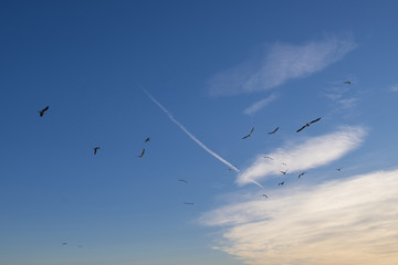 Seagulls in the sea