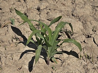 Dry ground of cracked clay with last green flower. Natural disaster.