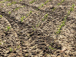 Dry ground of cracked clay with last green flower. Natural disaster.