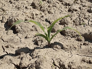 Dry ground of cracked clay with last green flower. Natural disaster.