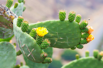 Bright yellow and orange flower of Prickly Pear (Chollas) cactus