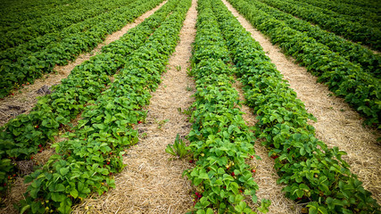 Fototapeta na wymiar Strawberry field with ripe berries as background
