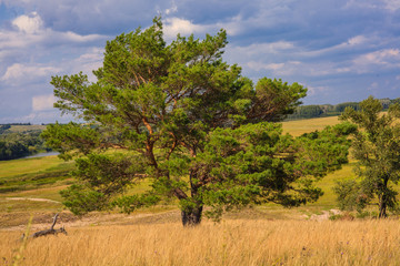 Fototapeta na wymiar lone pine tree stands in field on background of blue sky Green