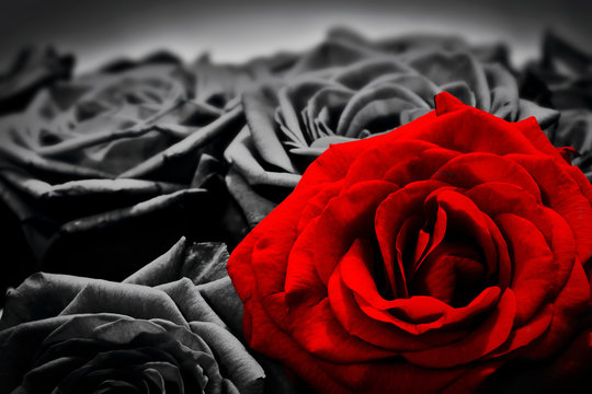 Fototapeta Romantic greeting card of red rose against black and white roses