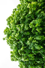 Fototapeta premium Piece of green maple crown on a white background