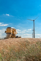 harvest in wheat field with wind turbine 