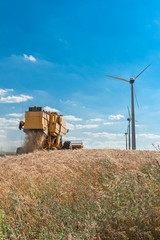 Fototapeta premium harvest in wheat field with wind turbine 