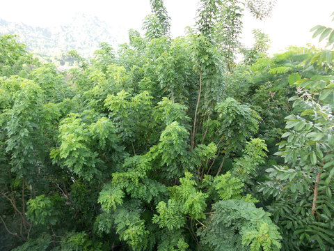 This is what you see when you are on top of a tall tree in the middle of the forest. Scary but enlightening