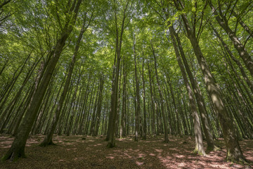 forest Rujana Germany