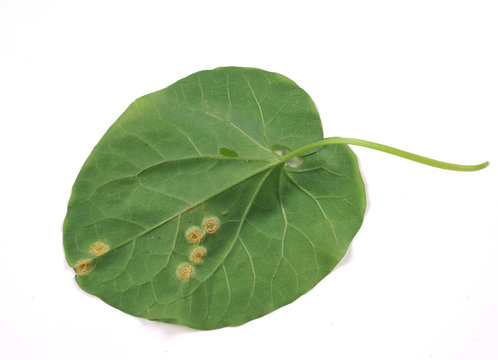 Puccinia on a leaf morning glory