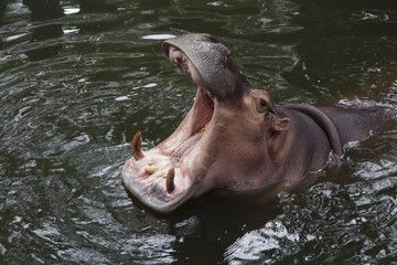 Fototapeta premium hippo's mouth opened wide while in the water