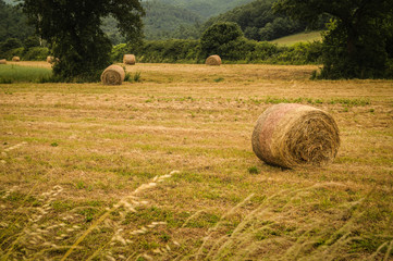 Rollos de pastura en campos cultivados