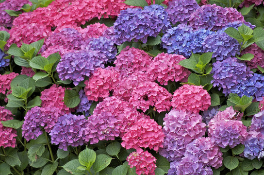 hortensia Bretagne