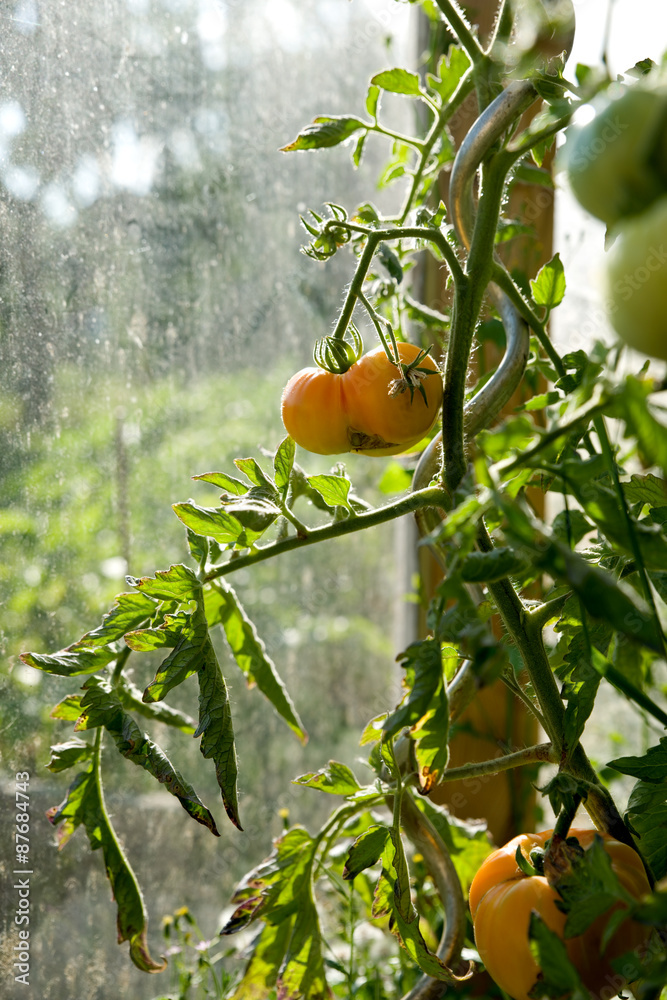 Canvas Prints tomaten