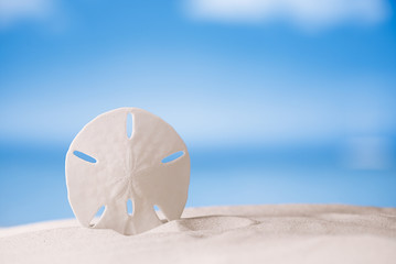 starfish  with ocean , beach and seascape