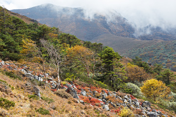 Vivid colorful forest trees texture, Nepal mountains.