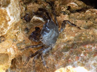 Crab on rock