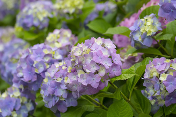 Hydrangea flowers in a garden