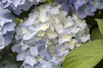 Hydrangea flowers in a garden