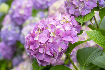 Hydrangea flowers in a garden
