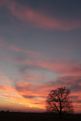 Magnificent sundown and one tree