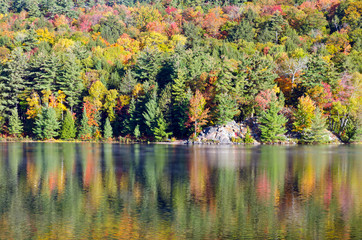 Sunrise above forest lake