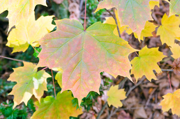 Fall's colorful trees