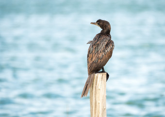 sea bird (Microcarbo niger) standing on the pole