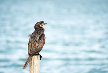 sea bird (Microcarbo niger) standing on the pole
