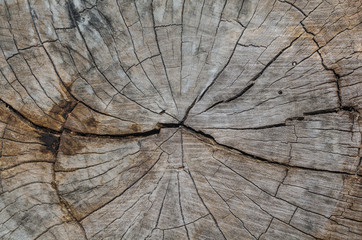 Texture of the wood from the trees