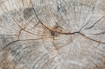 Texture of the wood from the trees