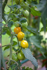 Fresh bunch tomatoes in garden  