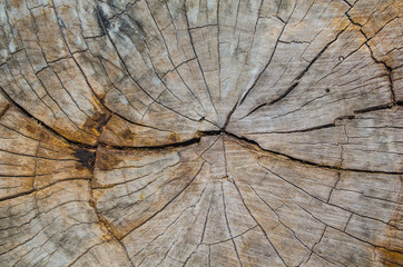 Texture of the wood from the trees