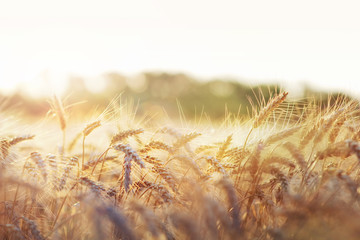 Wheat in early sunlight