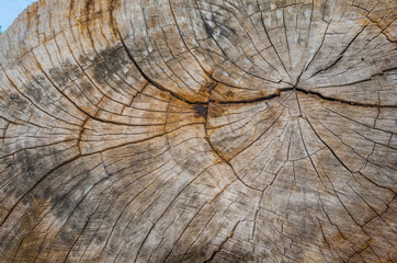 Texture of the wood from the trees