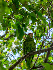 Wild Birds