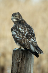Resting Hawk
