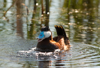 Ruddy Duck