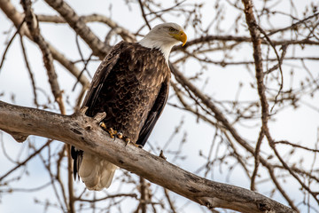 American Bald Eagle