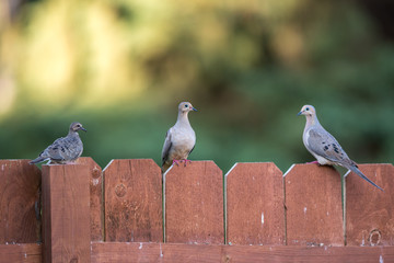 Dove Family