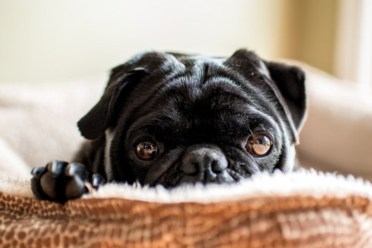 2,362,337 BEST Dog Pet IMAGES, STOCK PHOTOS & VECTORS | Adobe Stock