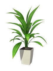 potted plant
