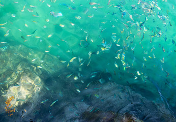 Fototapeta na wymiar Marine fish top view