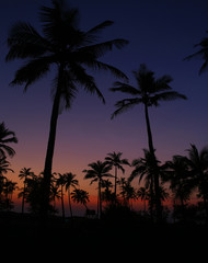 palm trees in the twilight