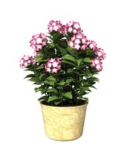potted plant