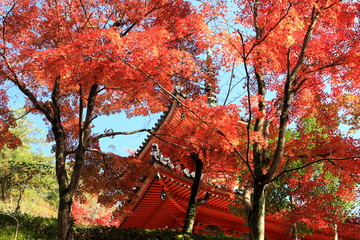 紅葉のお寺