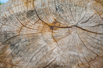 Fototapeta premium Texture of the wood from the trees