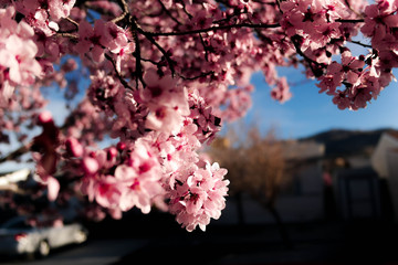 Purple Leaf Plum Close