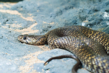 Eastern Brown Snake