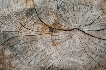 Texture of the wood from the trees